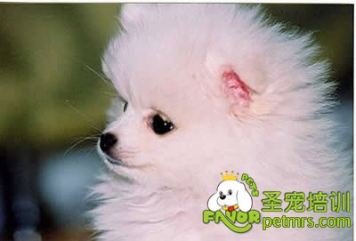 博美犬