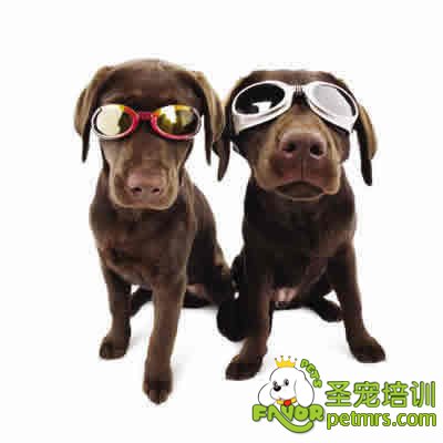 養(yǎng)什么狗好