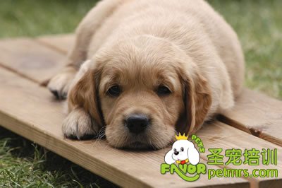 養狗要看季節