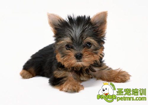 購買幼犬的注意事項