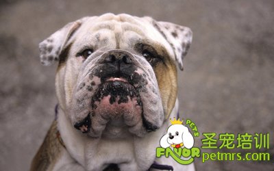 養狗公狗好還是母狗好
