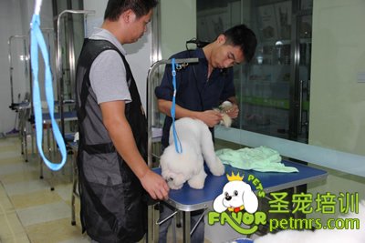 老師指導學生給狗狗梳毛