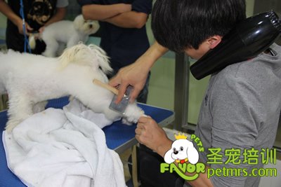 學生給狗狗梳毛