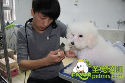 學生給狗狗梳毛