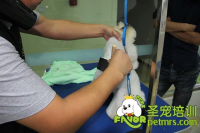 老師現場指導學生給狗狗梳毛