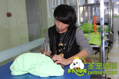 學生實操課課前給狗狗洗澡梳理