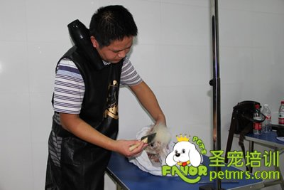 學生實操課課前給狗狗洗澡梳理
