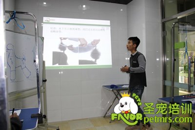 貴賓犬、泰迪介紹及美容理論課