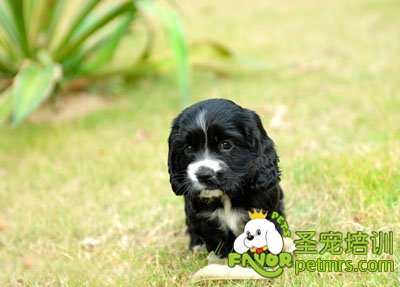 可卡犬