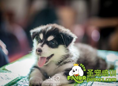 阿拉斯加犬