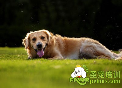 金毛犬