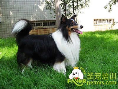 喜樂蒂犬