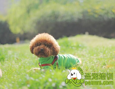 貴賓犬
