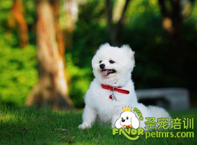 博美犬