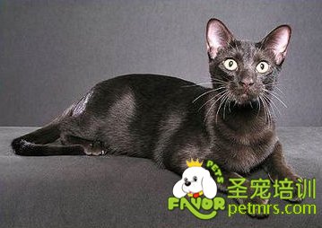 貓咪