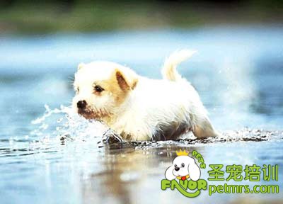 狗狗回家的習性
