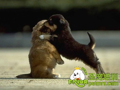 狗狗打架