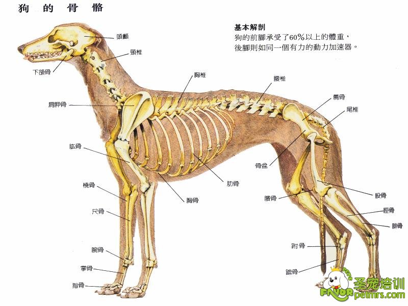 狗狗特征