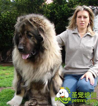 可愛狗狗