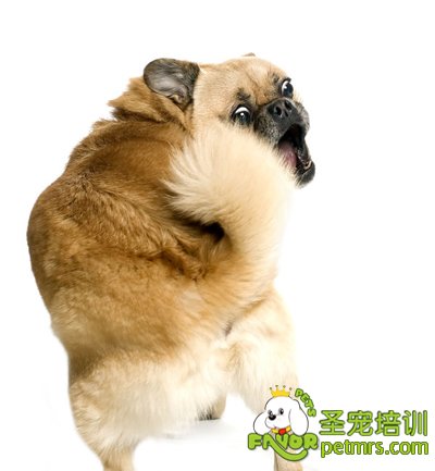 狗狗恐懼時(shí)的表現(xiàn)