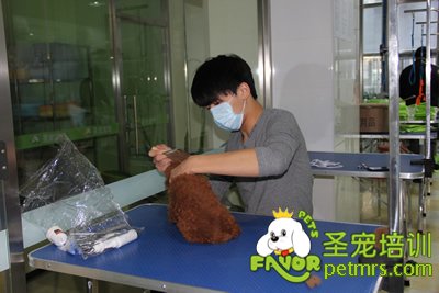 學(xué)生在給狗狗掏耳朵