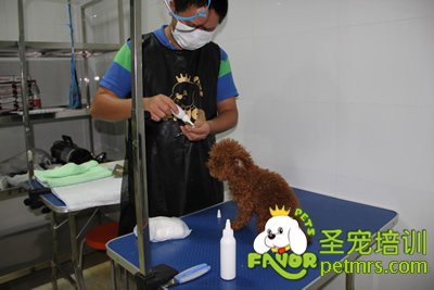 學(xué)生在給狗狗涂耳粉