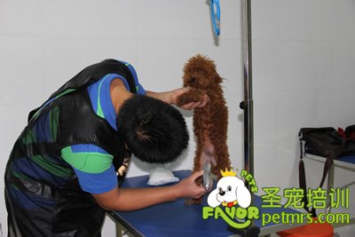 學(xué)生在給狗狗剃毛
