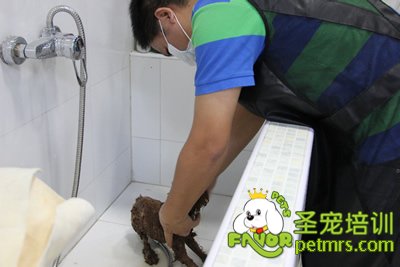圣寵學員在給狗狗洗澡