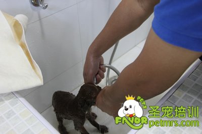 圣寵學員在給狗狗洗澡