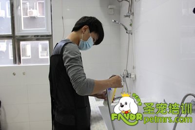 圣寵學員在給狗狗洗澡