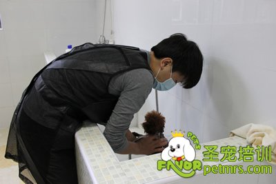圣寵學員在給狗狗洗澡
