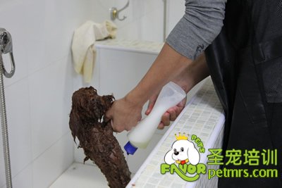 圣寵學員在給狗狗洗澡