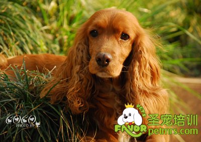 可卡犬