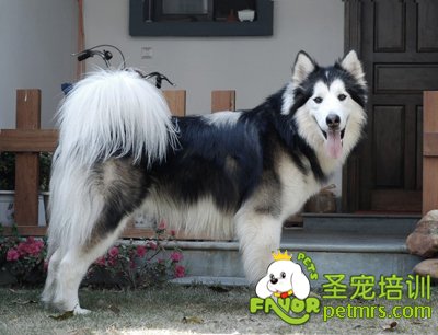 阿拉斯加