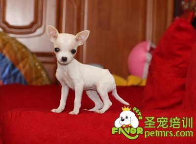吉娃娃