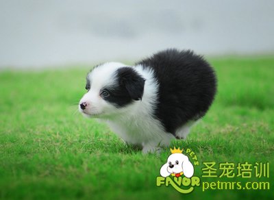 邊境牧羊犬
