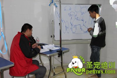 圣寵老師指導(dǎo)學(xué)生貴賓犬體型修剪標(biāo)準(zhǔn)