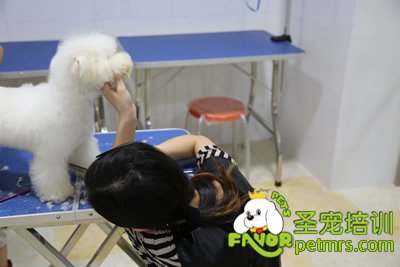 圣寵學員活體修剪課程