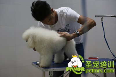 圣寵寵物貴賓犬實犬操作-旦悅