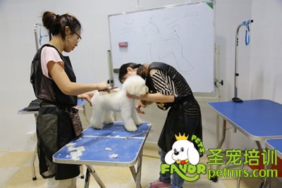 圣寵寵物泰迪犬實(shí)犬操作-共同合作