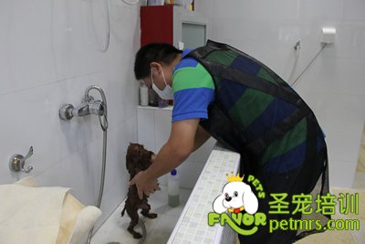 圣寵學員在給狗狗洗澡