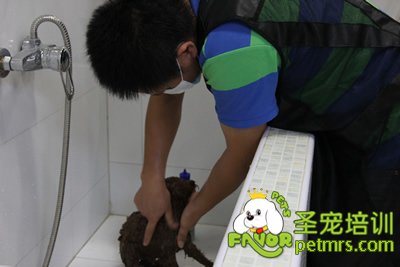 圣寵學員在給狗狗洗澡