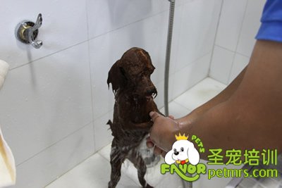 圣寵學員在給狗狗洗澡