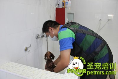 圣寵學員在給狗狗洗澡