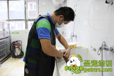 圣寵學員在給狗狗洗澡