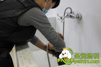 圣寵學員劉志明在給狗狗洗澡