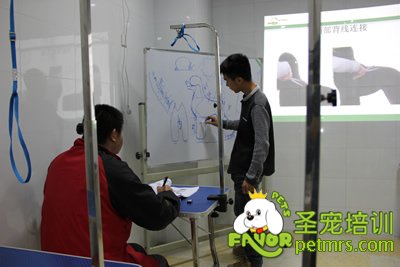 圣寵寵物貴賓犬、泰迪犬理論課