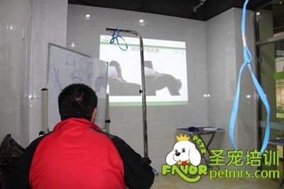 圣寵寵物貴賓犬、泰迪犬理論課
