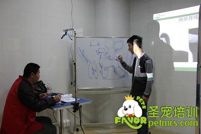 圣寵寵物貴賓犬、泰迪犬理論課