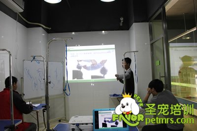 圣寵寵物貴賓犬、泰迪犬理論課